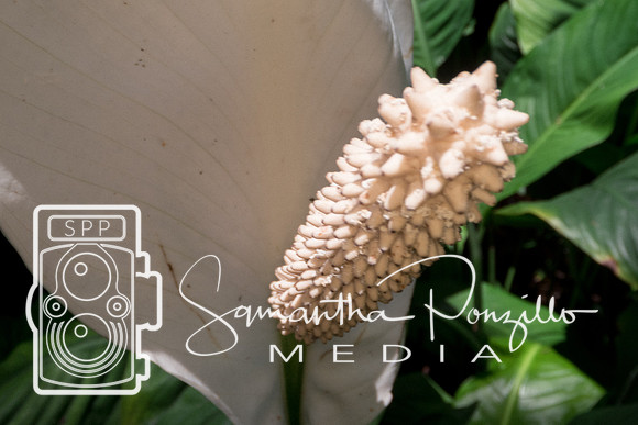 Marie Selby Botanical Gardens Reopening