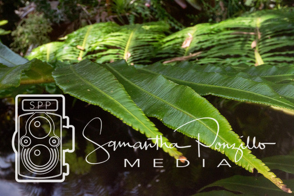 Marie Selby Botanical Gardens Reopening
