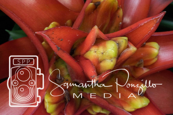 Marie Selby Botanical Gardens Reopening