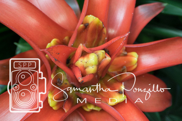 Marie Selby Botanical Gardens Reopening