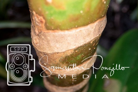 Marie Selby Botanical Gardens Reopening