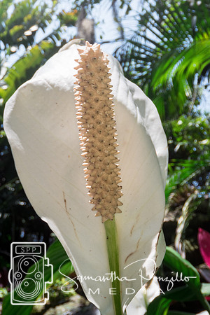 Marie Selby Botanical Gardens Reopening