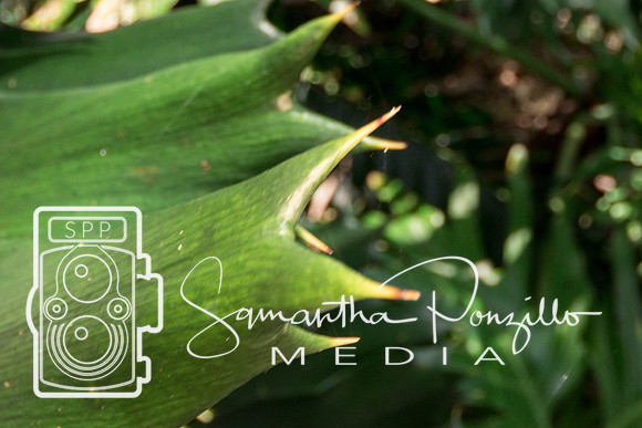 Marie Selby Botanical Gardens Reopening