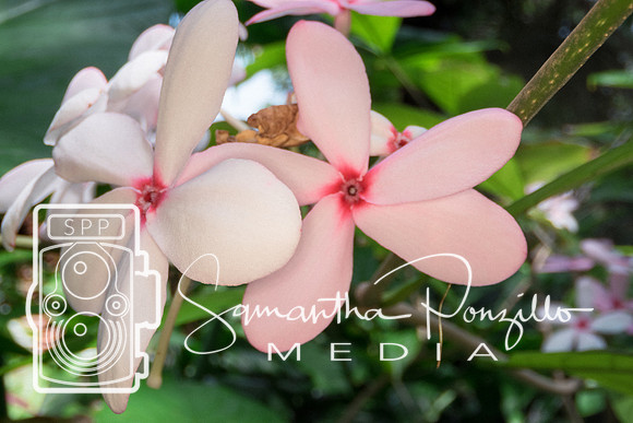 Marie Selby Botanical Gardens Reopening