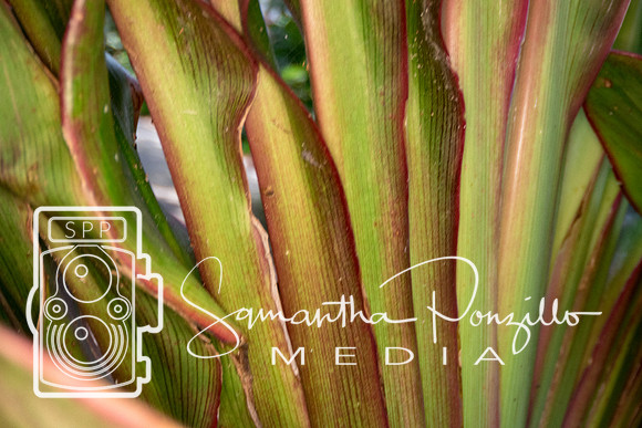 Marie Selby Botanical Gardens Reopening
