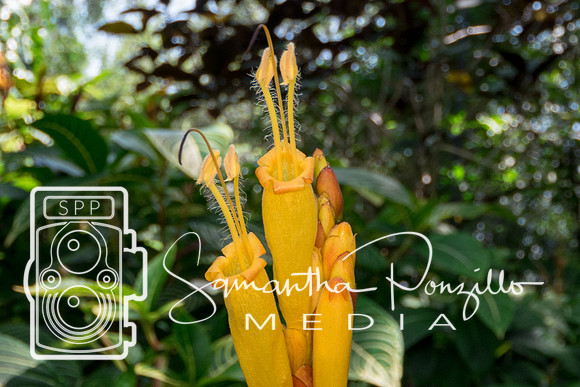 Marie Selby Botanical Gardens Reopening