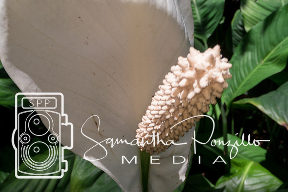 Marie Selby Botanical Gardens Reopening