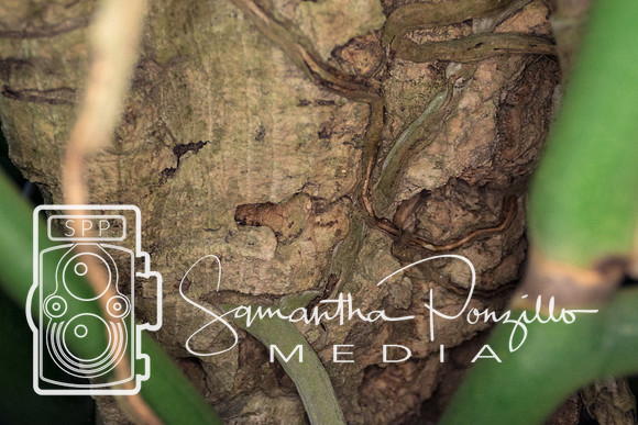 Marie Selby Botanical Gardens Reopening