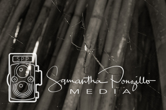 Marie Selby Botanical Gardens Reopening