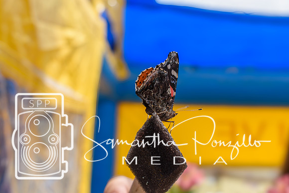 SPM.pier60sugarsandfestival2024-12