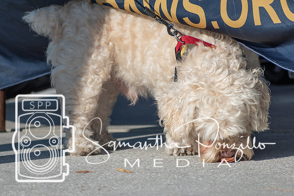 cjpaws103119-24