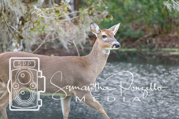SPM.christmasdeer-1