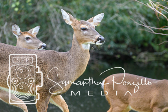 SPM.christmasdeer-6