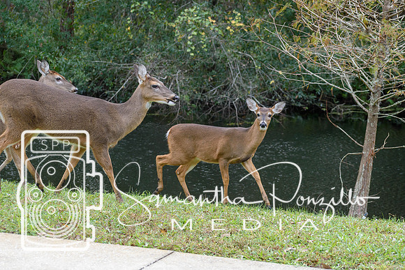 SPM.christmasdeer-5