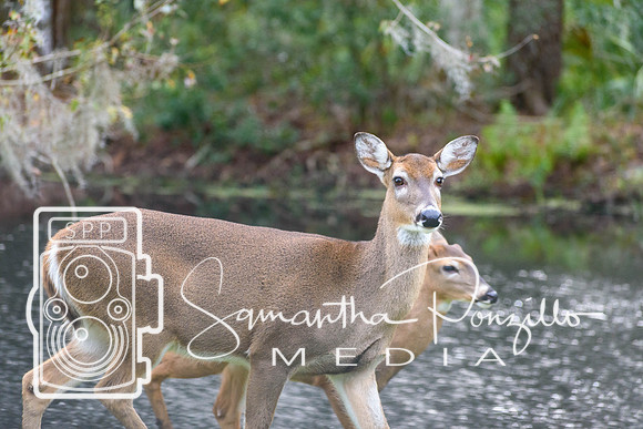 SPM.christmasdeer-3