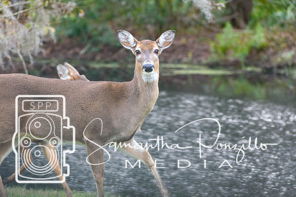 SPM.christmasdeer-2