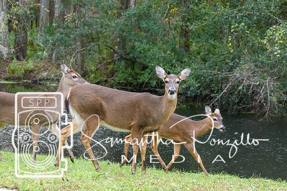 SPM.christmasdeer-4