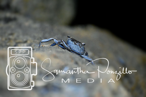Skyway Crab
