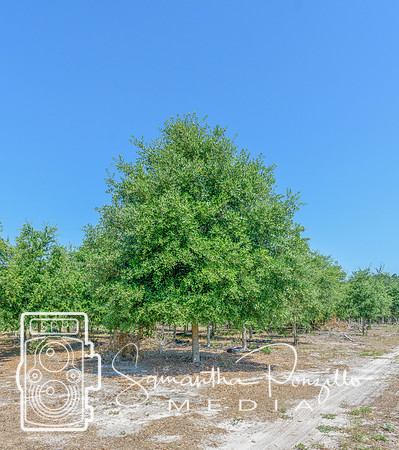 SPM.greendiamondtreefarm-5