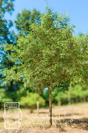 SPM.greendiamondtreefarm-10