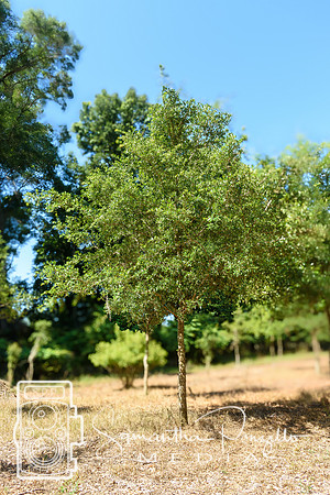 SPM.greendiamondtreefarm-8