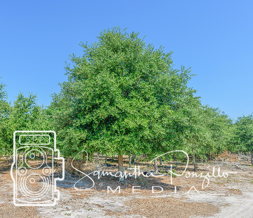 SPM.greendiamondtreefarm-4